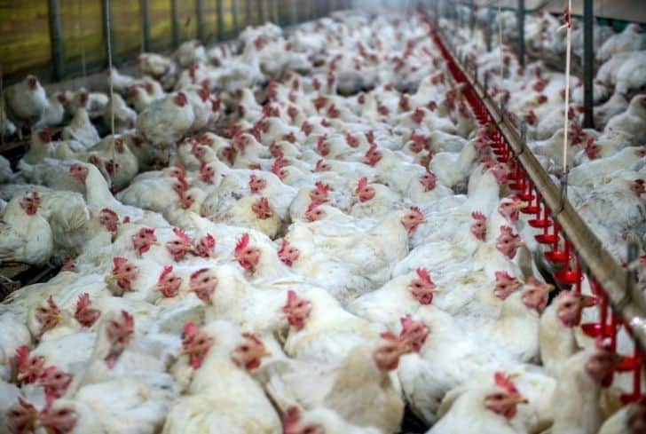 國外工廠化農業：歷史、影響和可持續解決方案